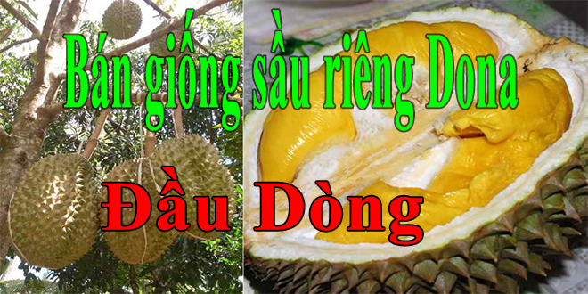 ban sau rieng dau dong