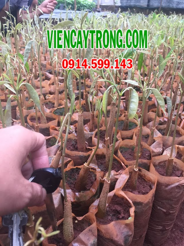 ban sau rieng thuc sinh