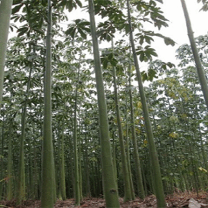 Bán cây gòn là trụ tiêu (Trụ tiêu sống) hợp kinh tế