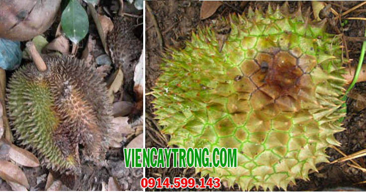 benh thoi trai sau rieng