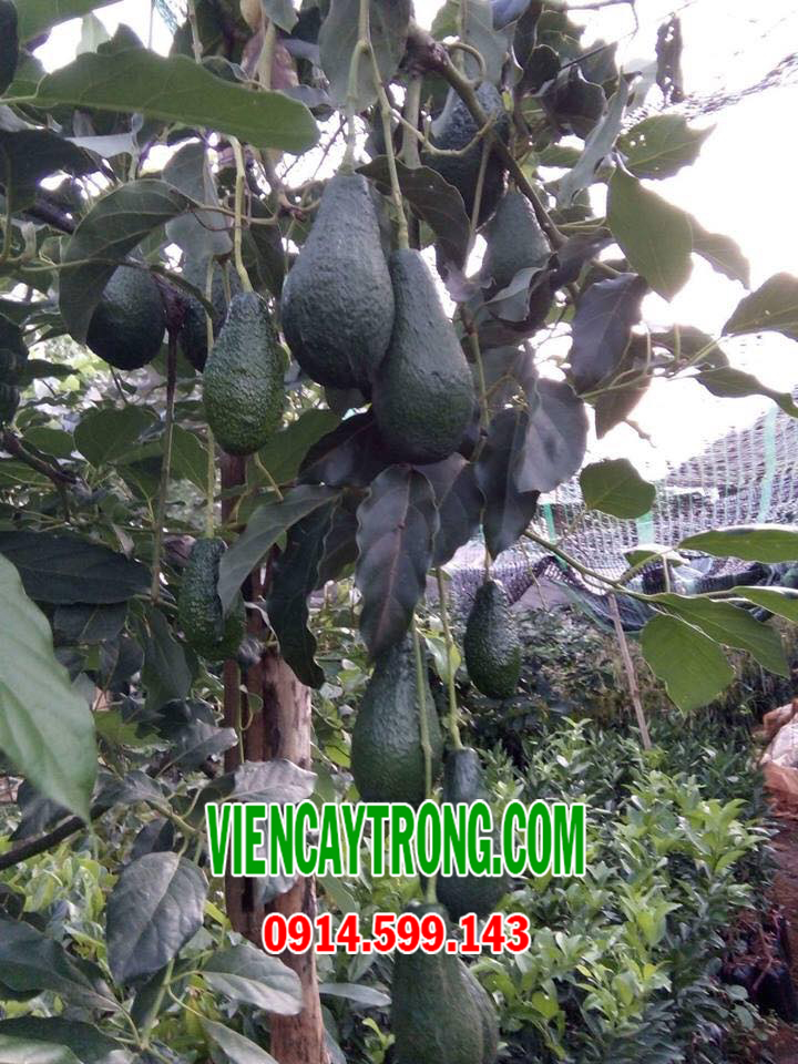 bo pinkerton nam thu 2