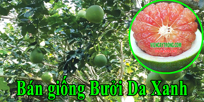 Bán giống bưởi da xanh ruột hồng – Thuần chủng đầu dòng không lai buoi-da-xanh