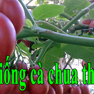 Bán giống cà chua thân gỗ (Hàng nhập khẩu) ca chua than go
