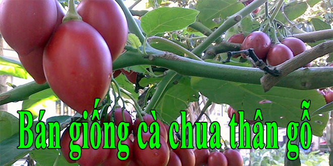 ca chua than go