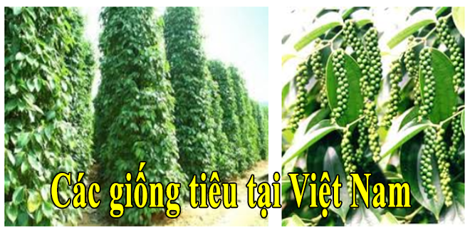 Một số giống tiêu phổ biến ở Việt Nam