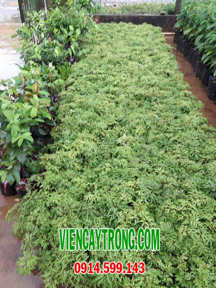 Bán giống cây đinh lăng – Dược liệu chữa bệnh cay dinh lang la nep