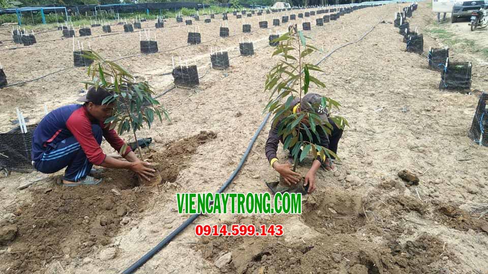 Mô hình trồng sầu riêng Musang King