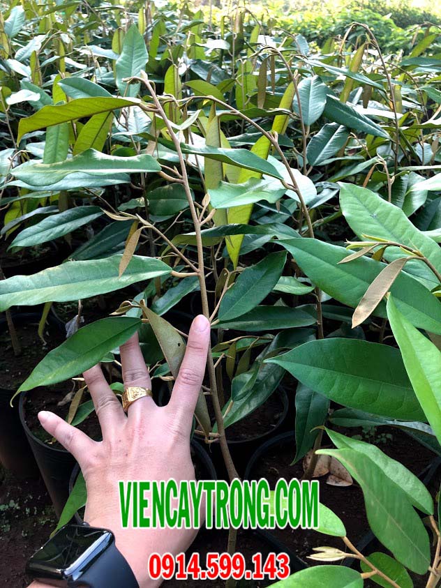 cay sau rieng musang king