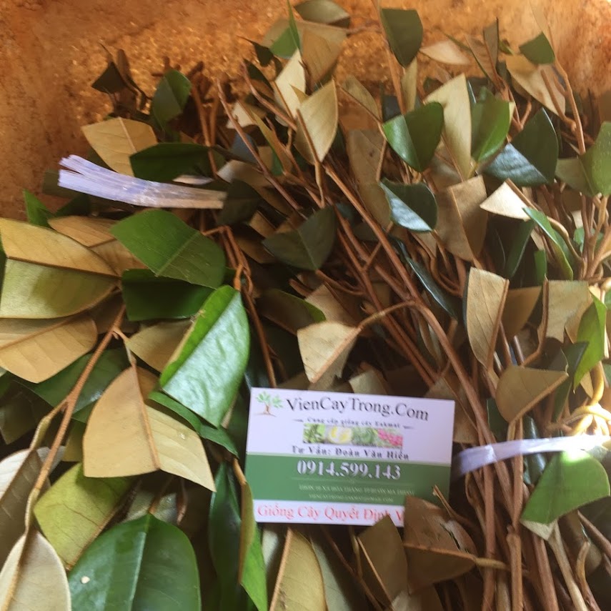 cung cap choi sau rieng