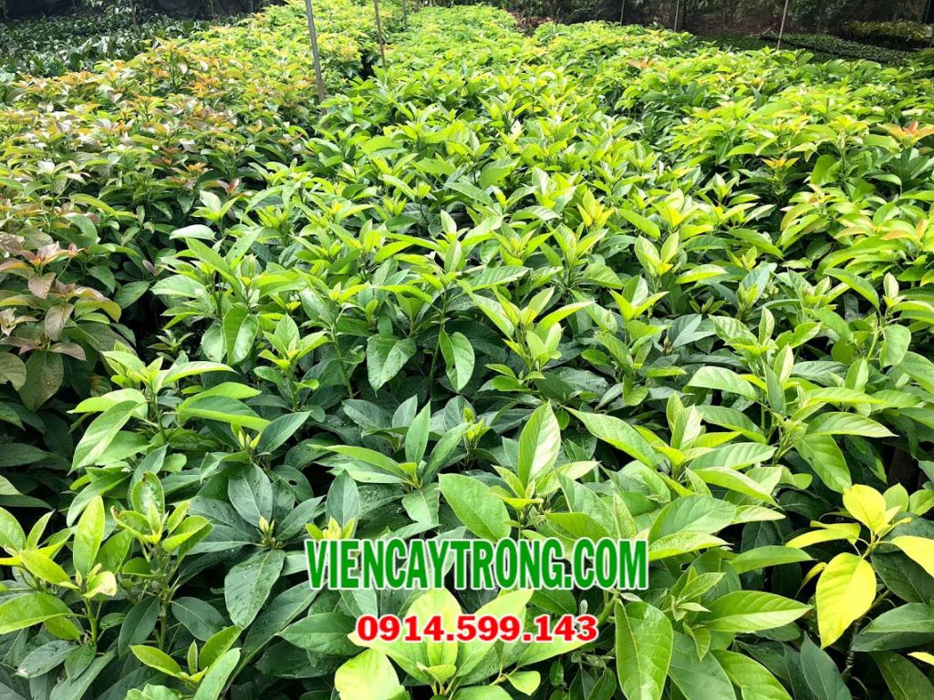 giong bo 034