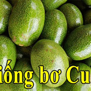 Bán giống bơ Cuba giống bơ mới phù hợp với người Việt Bán giống bơ Cuba giống bơ mới phù hợp với người Việt