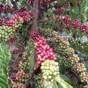 giong ca phe xanh lun