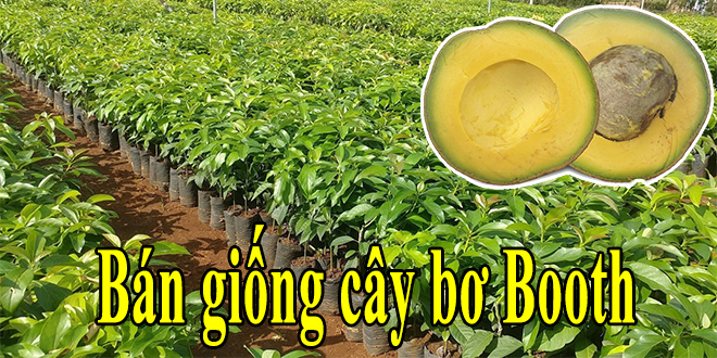 giong cay bo booth