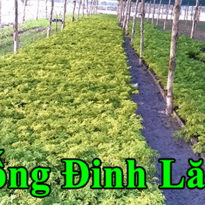 giong dinh lang