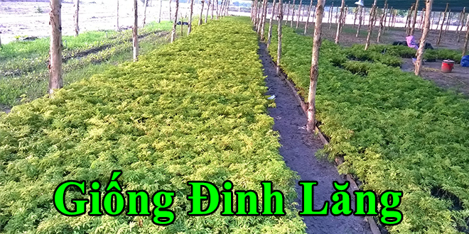 giong dinh lang