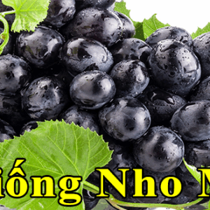 giong nho my