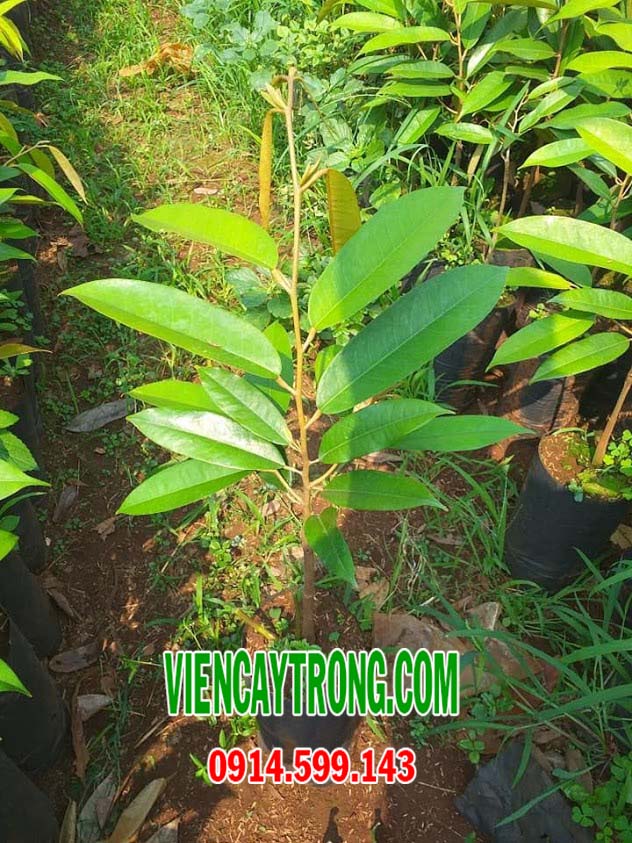 giong sau rieng musang king