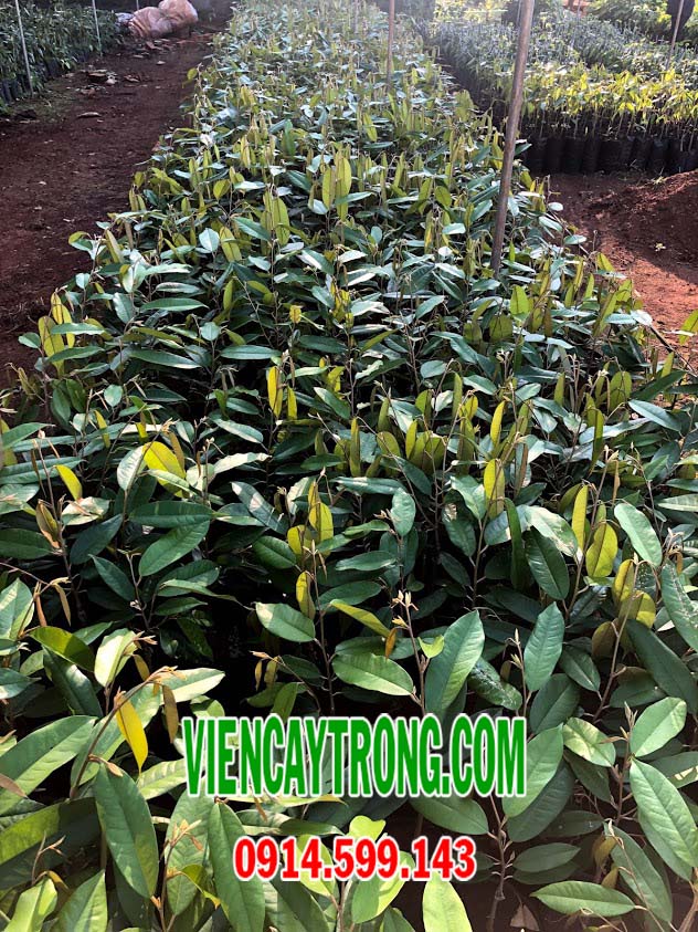 hinh sau rieng musang king