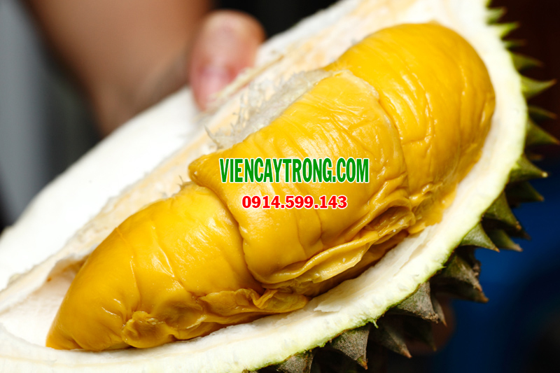 Hình ảnh quả sầu riêng musang king