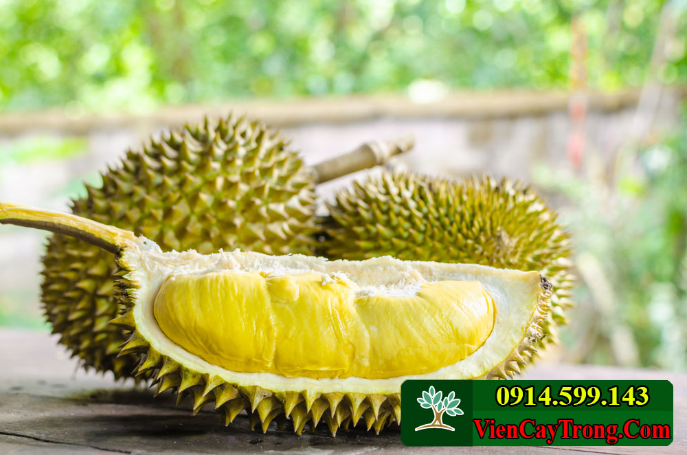 hinh trai sau rieng musang