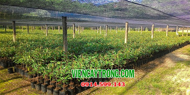 Nhận hợp đồng sản xuất giống cây sầu riêng đầu dòng Nhận hợp đồng sản xuất giống cây sầu riêng đầu dòng