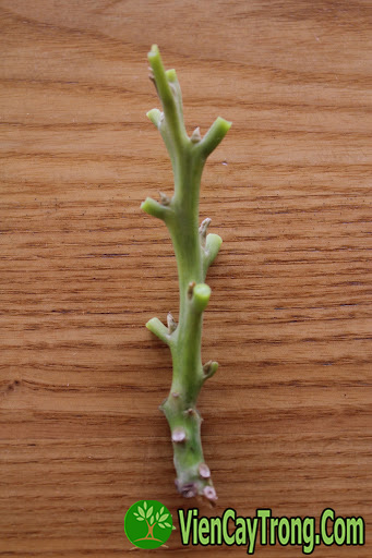 ky-thuat-chon-choi-bo