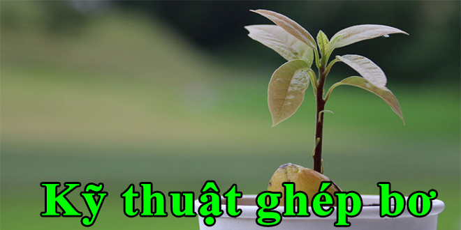 Kỹ thuật nhân giống cây bơ bằng cách ghép chồi