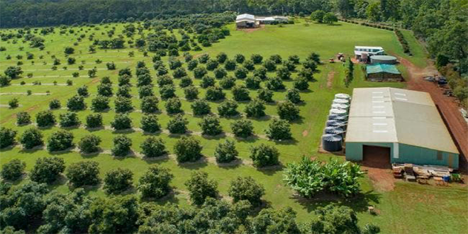 Các giống bơ trái mùa (Trái vụ) bà con nên tìm hiểu để canh tác nhung giong bo trai vu