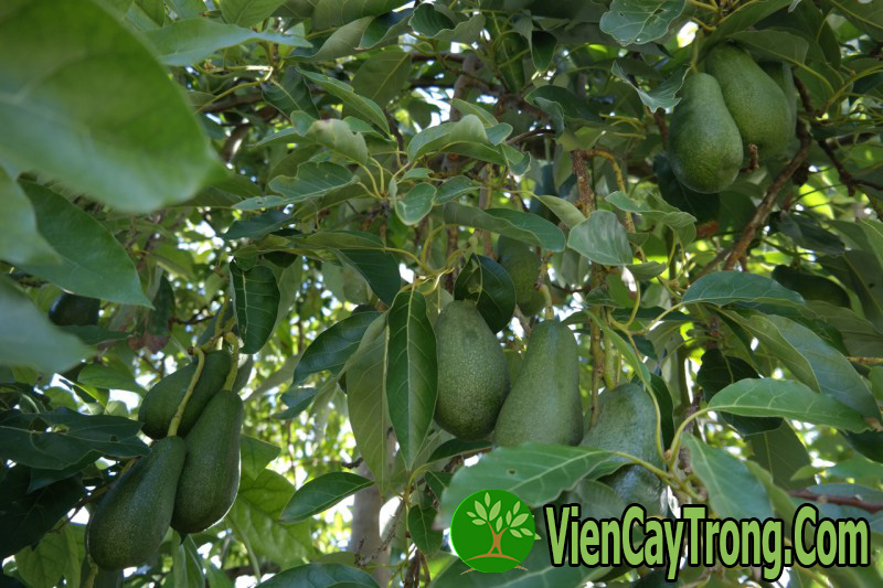 phan-biet-giong-bo-ngoai