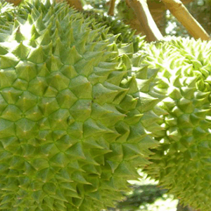 Bán giống sầu riêng dona da xanh (Mẫu mã đẹp – năng suất tốt)