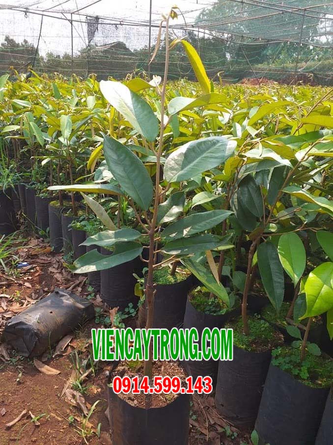 sau rieng musang king