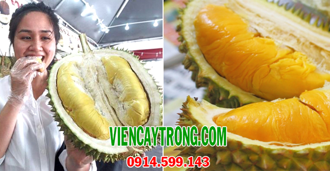 Bán giống sầu riêng Musang king có giấy tờ đảm bảo giống