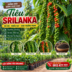 Tiêu Srilanka