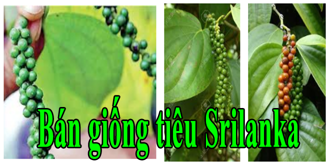 tieu srilanka