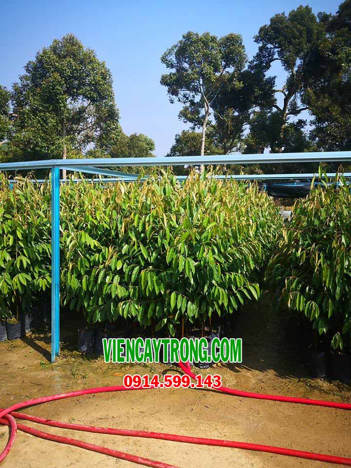 Mô hình trồng sầu riêng Musang King