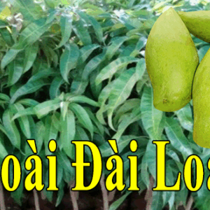 Bán giống xoài đài loan – đậu trái tốt quả to