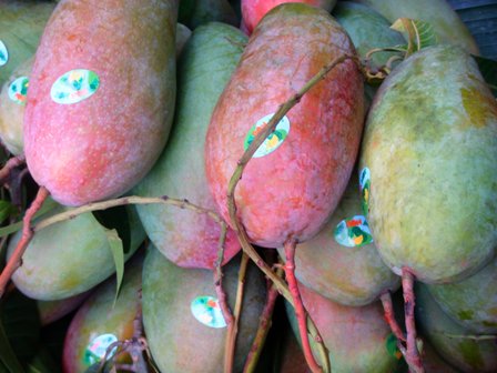 Bán giống xoài đài loan – đậu trái tốt quả to xoai dai loan