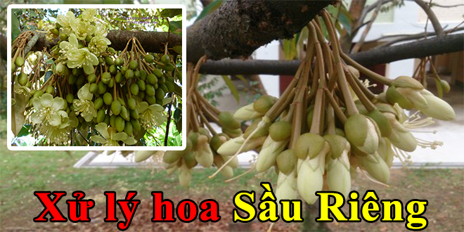 xu ly hoa sau rieng
