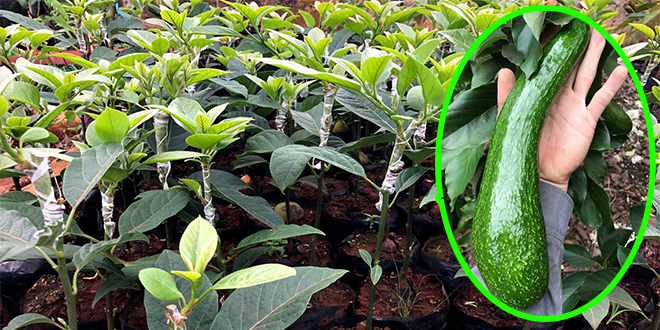 Xuất 300 cây 034 (Bơ trái dài) cho bà con Đồng Nai xuat bo 034