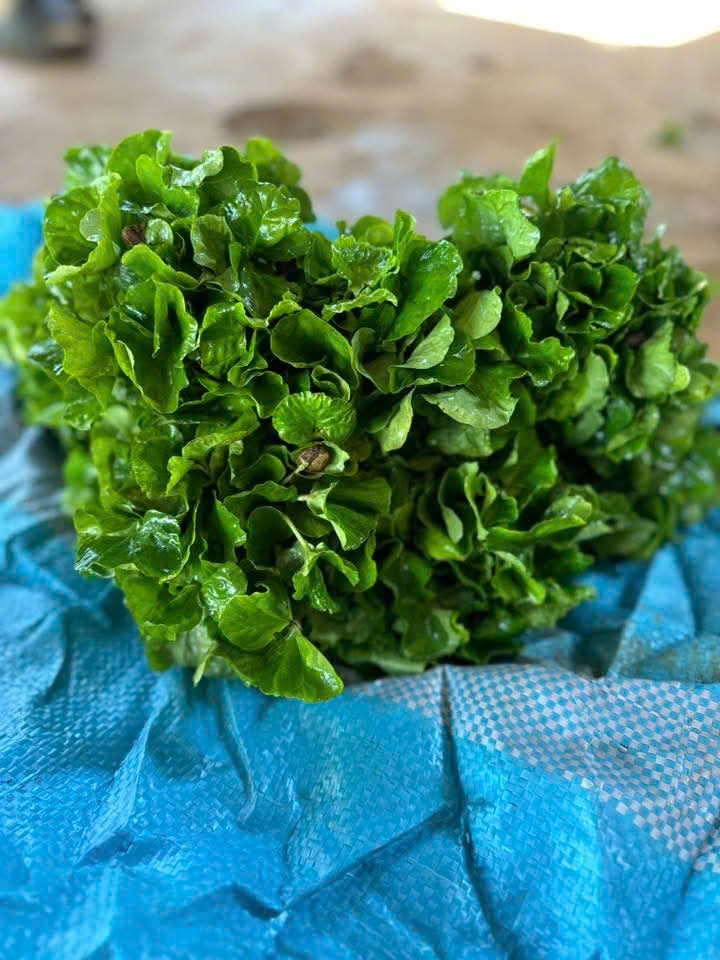 bán cà phê lá sò