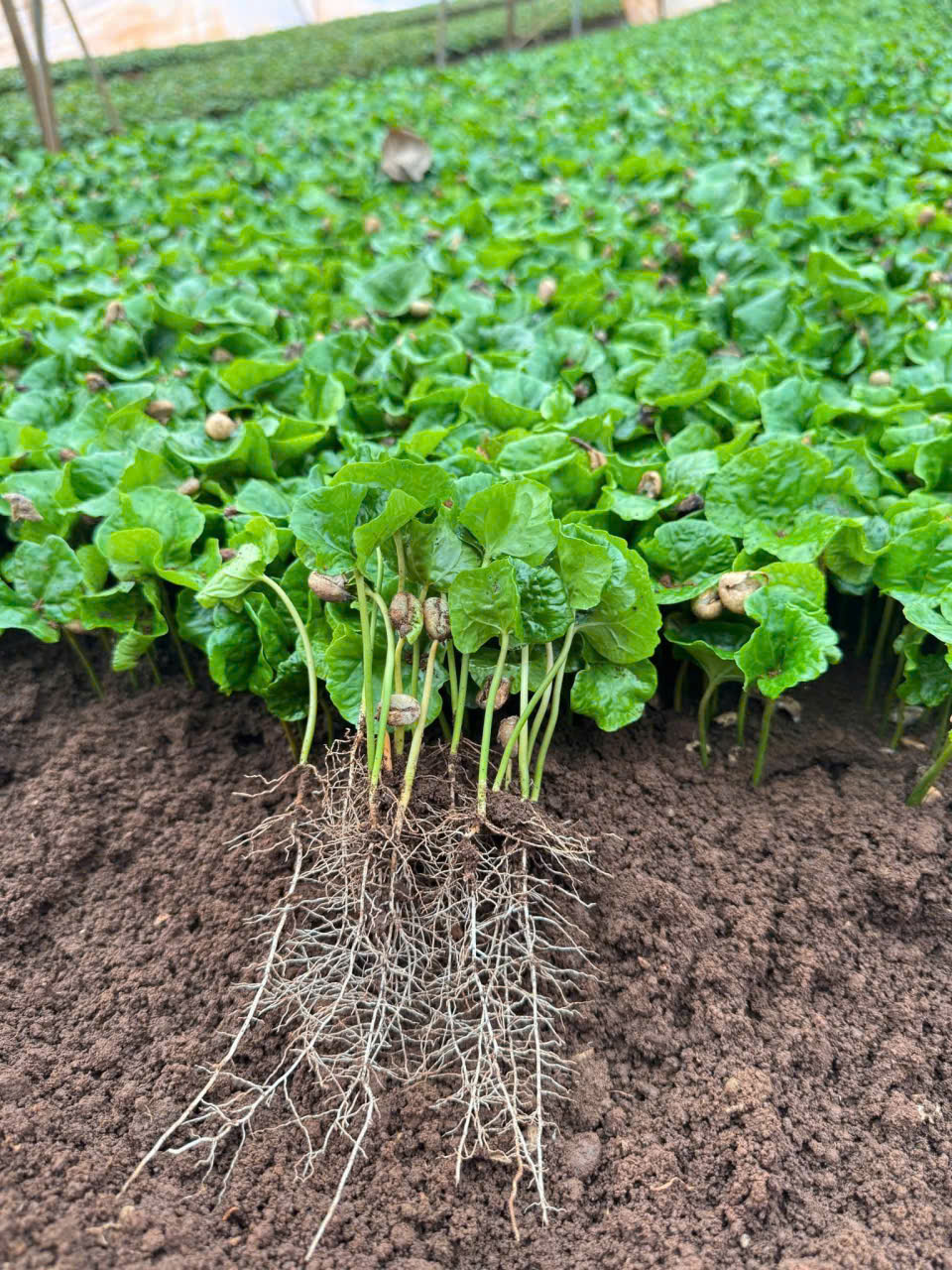 bán cà phê lá má