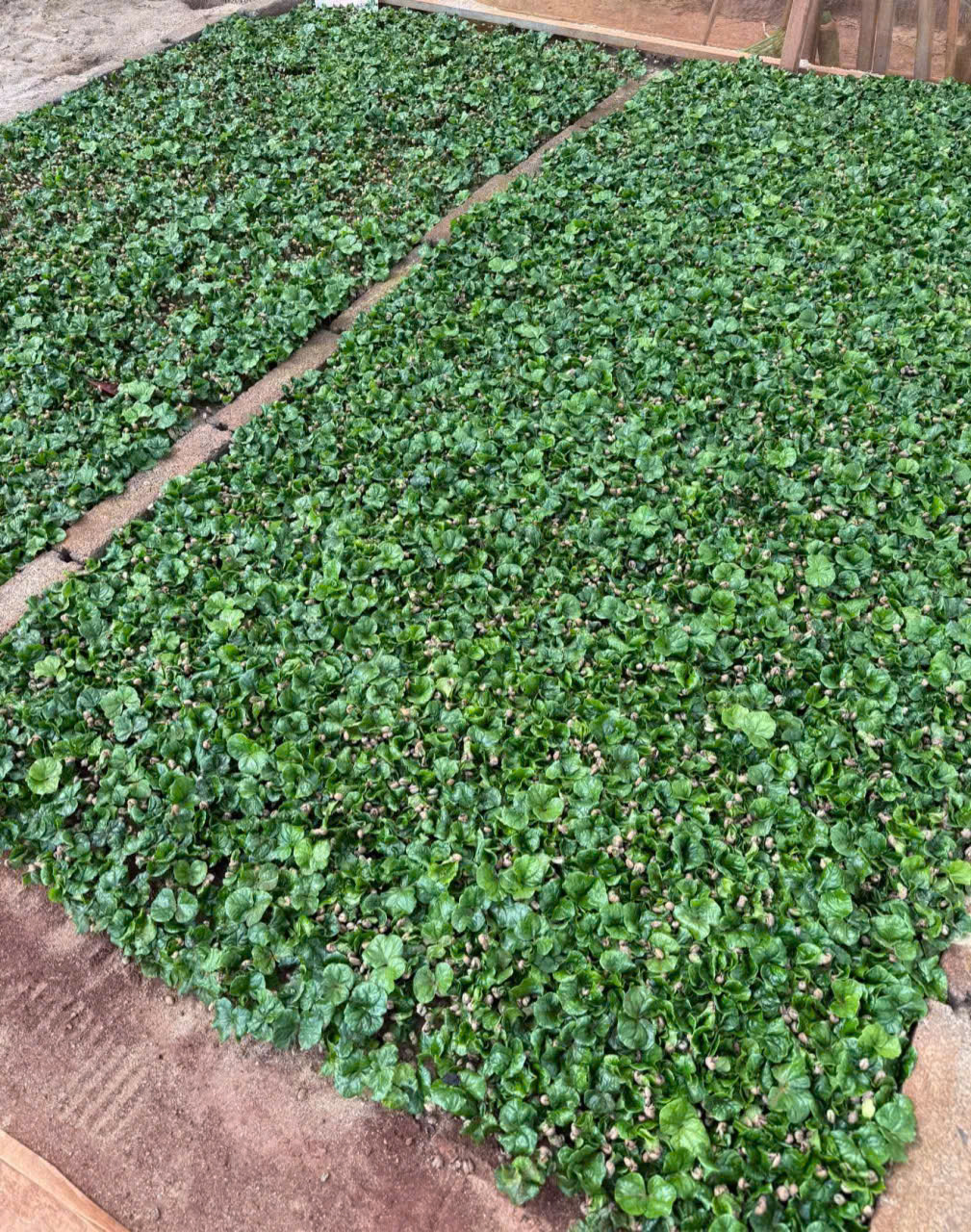 Bán giống cà phê lá má