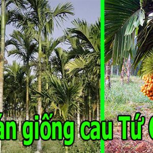 giong cau tu quy