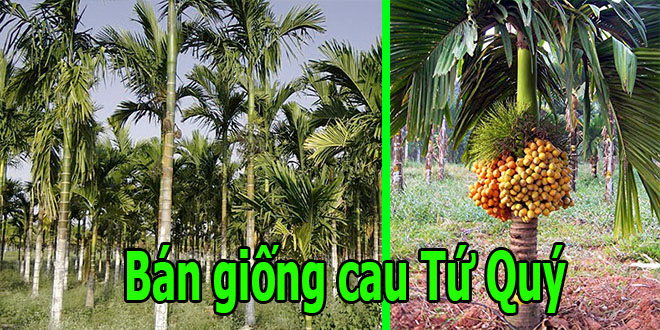 giong cau tu quy