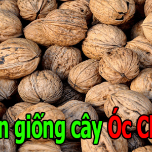 ban giong cay oc cho