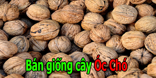ban giong cay oc cho