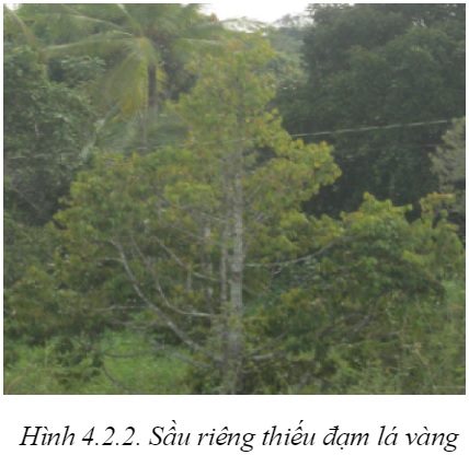 cach bon phan cho sau rieng