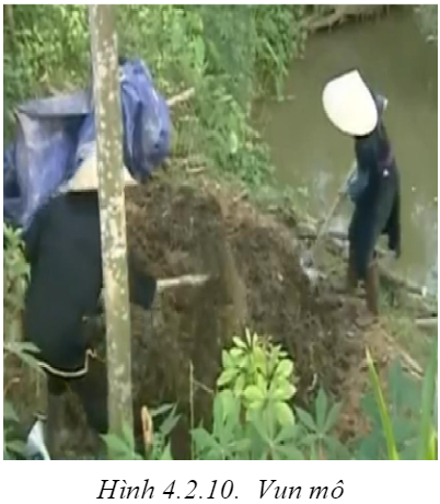 hinh anh sau rieng goc nhot