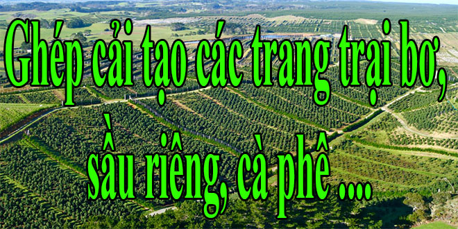 ghep cai tao trang trai bo