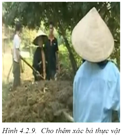 hinh anh sau rieng goc nhot